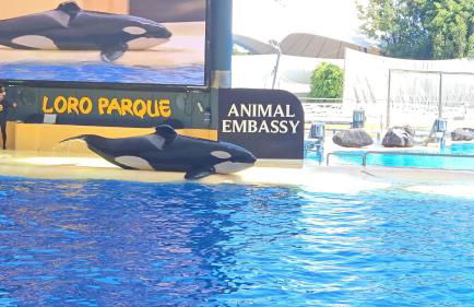 Blue Ocean Costa Adeje 506 - Foto 70