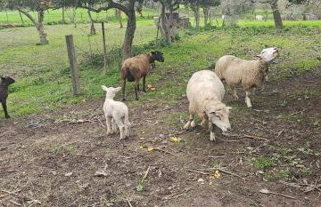 Casa do Chafariz - Guest House - Foto 8