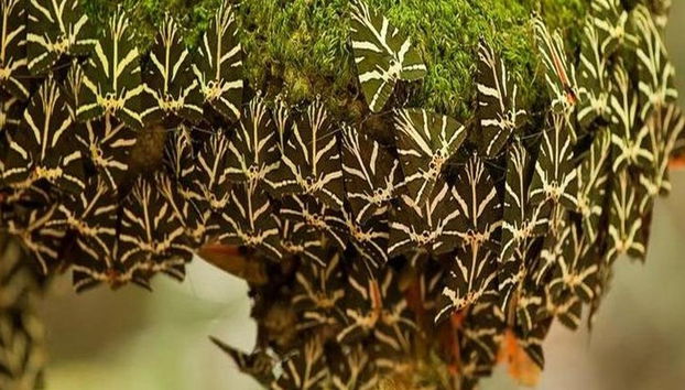 El Valle de las Mariposas y la isla de Halki desde el norte de Rodas - Excursión de día completo - Foto 2