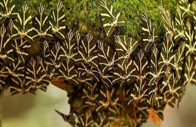 El Valle de las Mariposas y la isla de Halki desde el norte de Rodas - Excursión de día completo - Foto 2