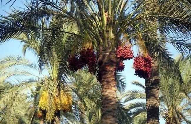 Villa Le Tre Palme - Foto 54