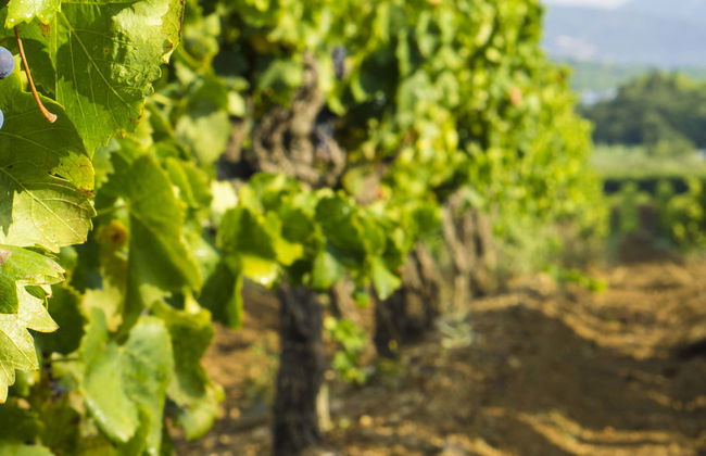 Excursão aos Terrasses du Larzac - Foto 1
