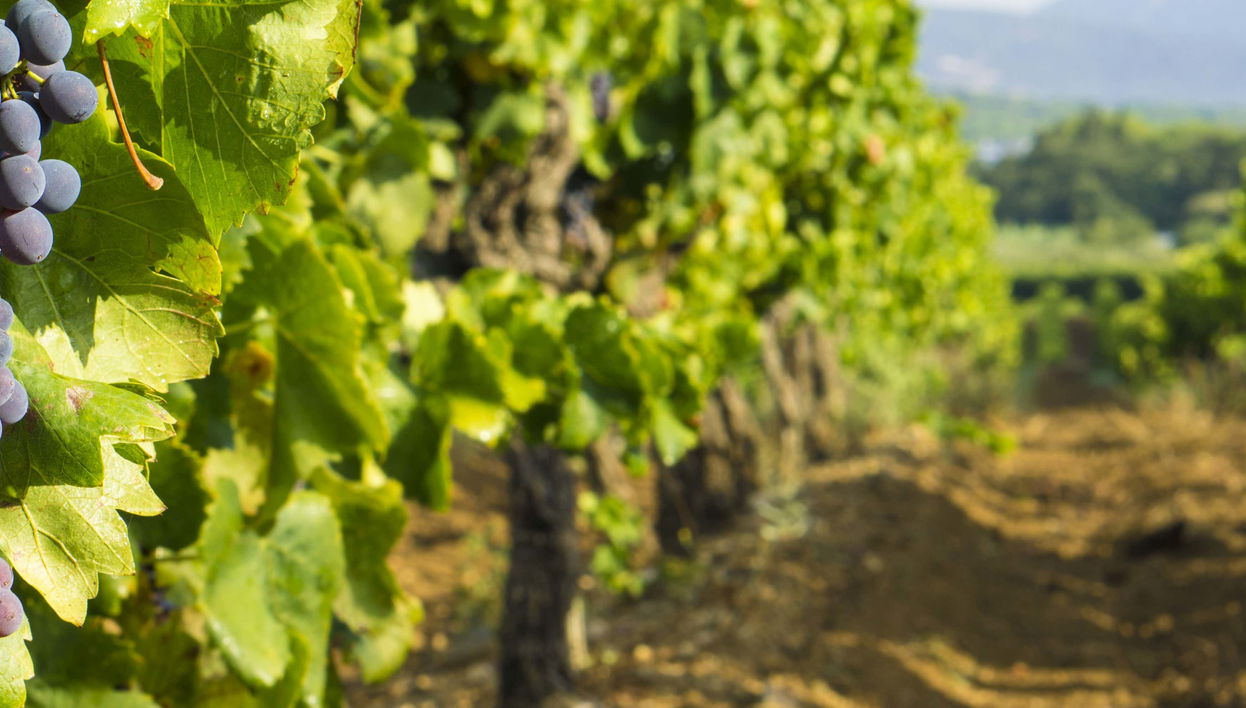 Terrasses du Larzac Day Trip - Foto 1