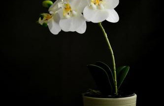 Apartman Noa - Foto 7