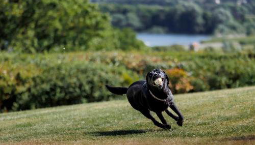 Kingsley Lake View - Foto 5, Garden