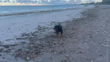 Casa de veraneio e temporada em Camboinha 1 - Foto 3