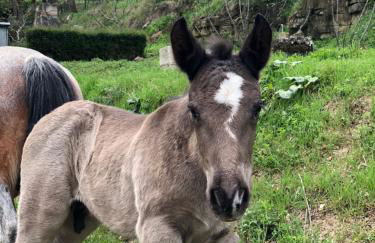 Casa rural en plena naturaleza Lic UVTR1524 - Photo 48