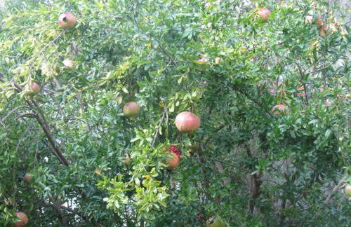 La Felice Casa Di Nonno Battistino - Foto 33