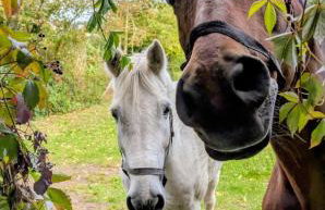 Appartement im alten Pferdestall - Photo 24