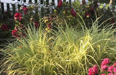 Fenton Oasis - Foto 30