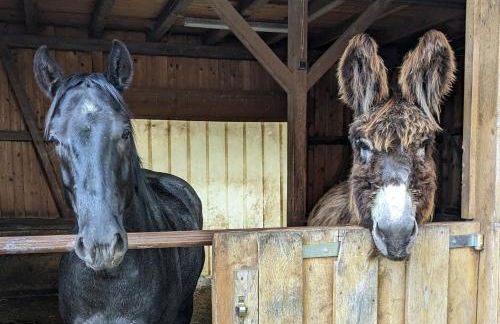Lana Salta Alpakas - Gemütliche Gästezimmer auf dem Bauernhof - Foto 20