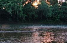 Bird House, Romance Glamping Pup Paradise Near River ADA - Photo 20