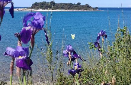 Apartments Martina - Foto 32