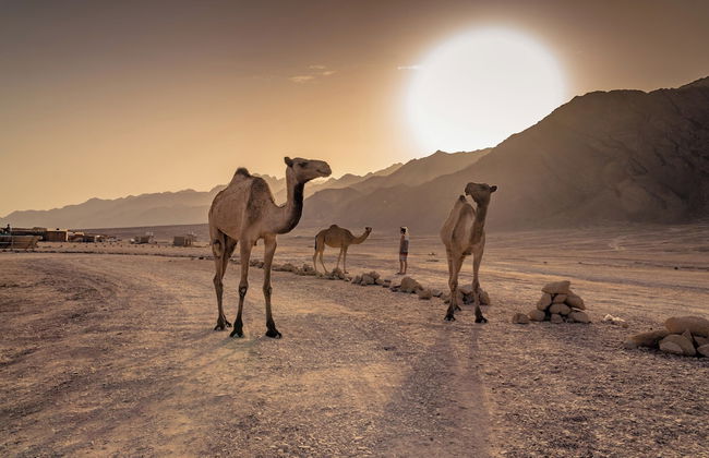 Surfers Lounge Dahab Lagoon With Swimming-pool Exclusive & Private - Foto 15