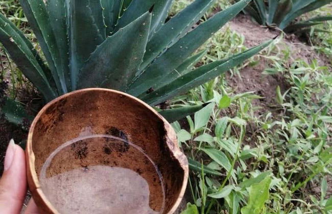 Etúcuaro Mezcal Distillery & Hiking Tour - Photo 5