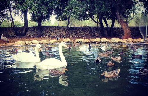 Agriturismo Tenuta Sant'Antonio - Foto 26