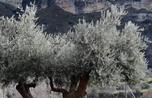 LabellaCasona - Foto 39