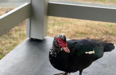 Clayton's 1910 Restored Mill House-near Burlington - Foto 42