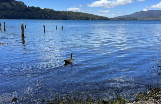 Amazing Cabin on the Shore of Lake Moreno H58 by Apartments Bariloche - Photo 42