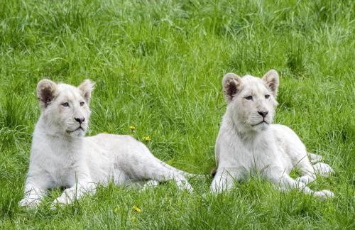 Luxuszelt im Serengeti Park - Photo 21