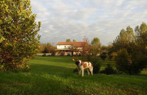 Agriturismo il Podere Vedelago con San Bernardo, Alpaca e una Pentola di cose da scoprire - Foto 21