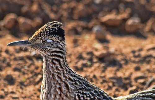 Hawthorne Manor | 3BD in Central Tucson w/ Patio - Foto 22