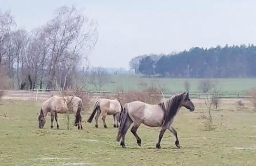 Der Konikhof, Natur, Ruhe, R-Auszeit - Photo 30