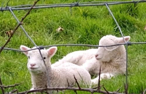 Escape to Anglesey, Dog Friendly - Photo 38