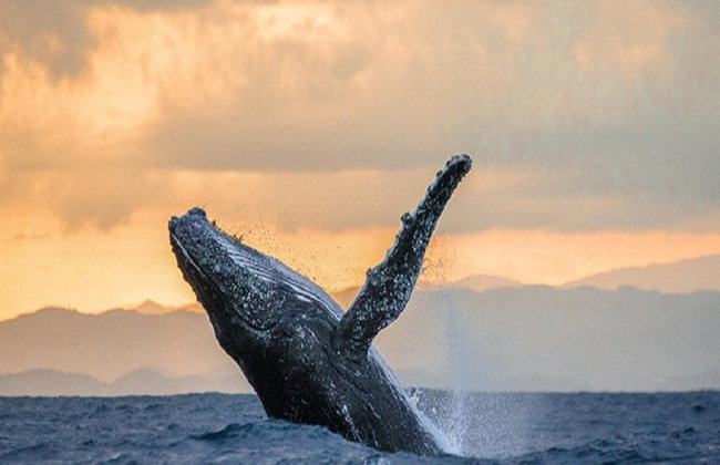 Whale Watching Aboard the Picante - Photo 7