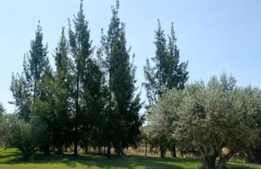 White Olive Villas - Foto 25