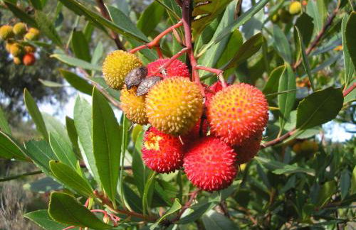 Casa Rural Sierra San Mamede - Foto 49