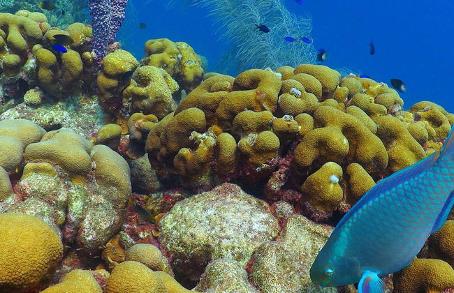 Snorkeling à la plage d'Escambrón - Photo 8