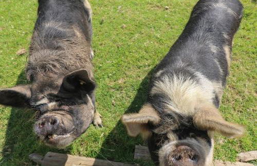 Connie's Cottage - Foto 43