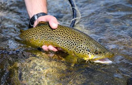 Western on Weaver Belgrade MT - Foto 29