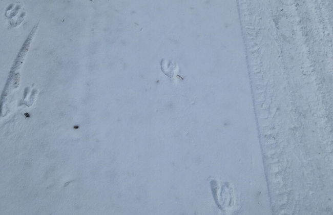 Forest Family Home - Foto 30