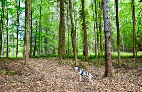 Apartament Nad Potokiem - Foto 32