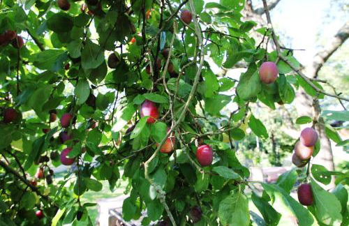 Haus Falkenhof - Foto 18