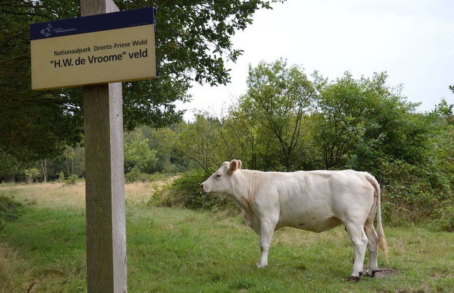 A Detached Bungalow With Outdoor Fireplace, Covered Terrace and Pond in a Forest Plot - Photo 58