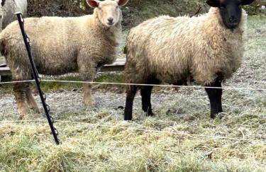 Mollys Cottage Molly Road Doon Derrylin - Foto 17