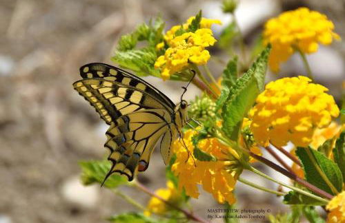 Anemos Apartments - Foto 4