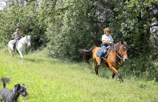 Tenuta di Corbara - Foto 9