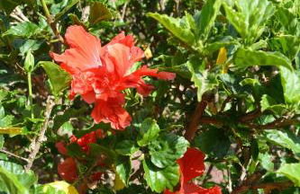 THE TEIDES WINDOW swimming pool LA VENTANA DEL TEIDE - Foto 57