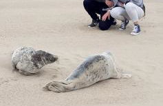 La Maison Des Caps AU BLANCNEZ - Foto 17