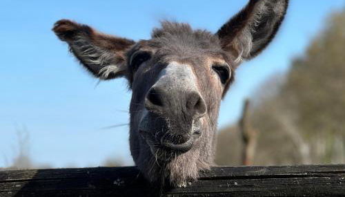 Schöner Winkel - Foto 3