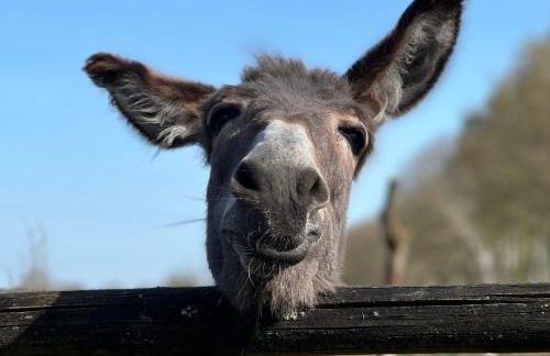 Schöner Winkel - Foto 3