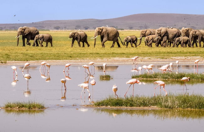 Safari privado de 3 días por el Parque Nacional de Amboseli - Foto 5