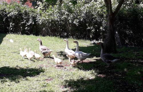 Agriturismo Torre Cristina - Foto 37