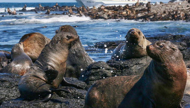 Otaries sur les rochers