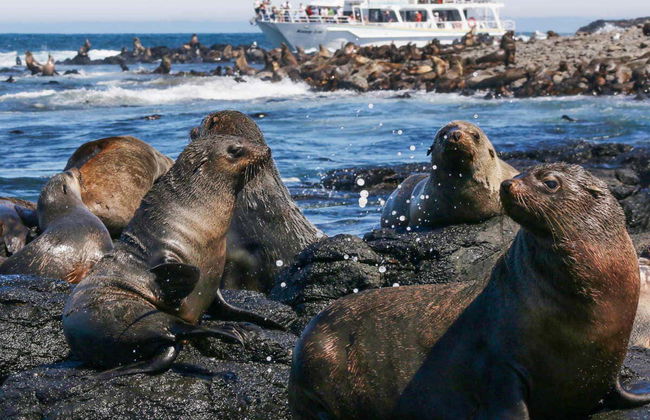 Observation d'otaries - Photo 4