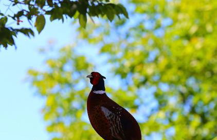 Corte Valesana - Foto 27